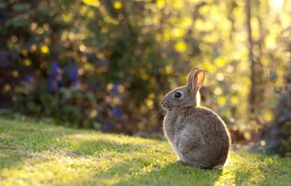 Picture grass, light, lawn, rabbit, baby, meadow, ears