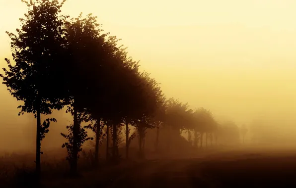 Picture road, trees, fog, morning, nature, morning, mist