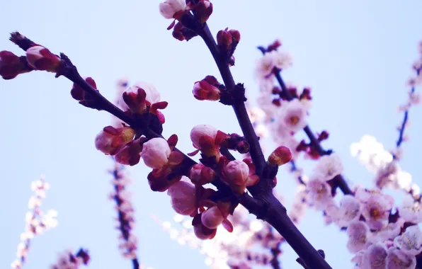 Picture macro, flowers, branches, nature, photo, background, Wallpaper, plants, spring, petals, Sakura, buds