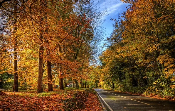 Picture road, autumn, leaves, nature, photo
