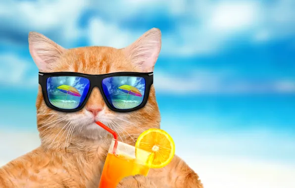 Picture sea, cat, reflection, blue, background, orange, humor, umbrella, juice, red, glasses, cocktail, tube, bokeh