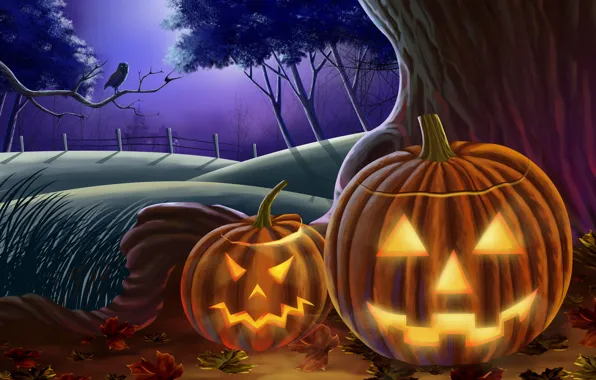Picture owl, pumpkin, Halloween, halloween