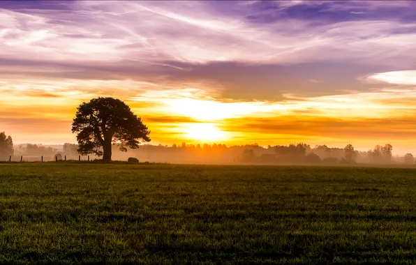 Picture field, the sky, grass, the sun, clouds, trees, fog, tree, dawn, glade, home, Morning