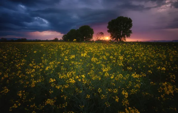 Picture field, the sky, clouds, landscape, sunset, flowers, nature