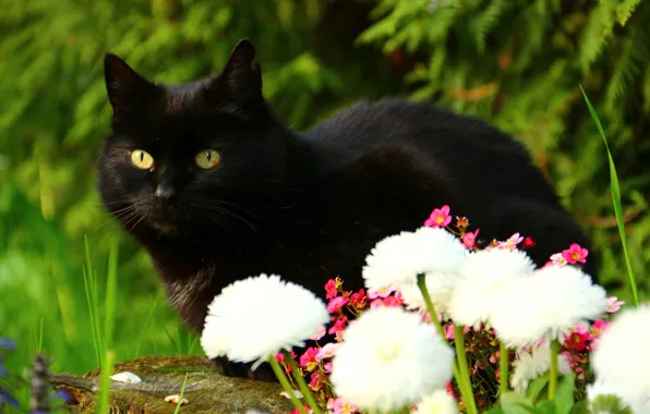 Picture cat, look, flowers, black cat