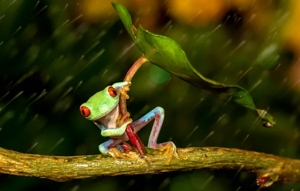 Picture sheet, rain, frog, legs, umbrella, green, rain, colorful, umbrella, frog, red eyes, beauty, orange, orange …