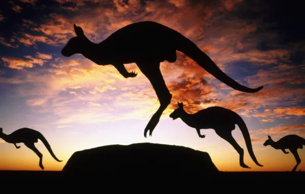 Picture Australia, kangaroo, twilight