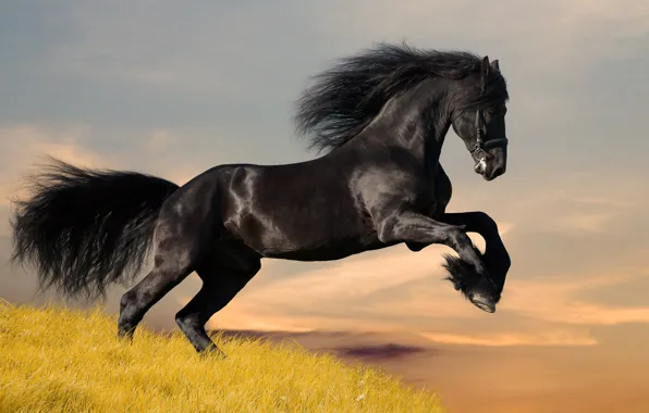 Picture black, Horse, Mustang