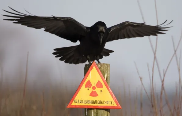 Picture plate, Chernobyl, Raven, radiation hazard, column