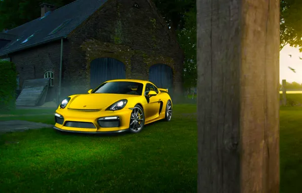 Picture Porsche, Cayman, Grass, Front, Color, Yellow, Summer, Supercar, GT4