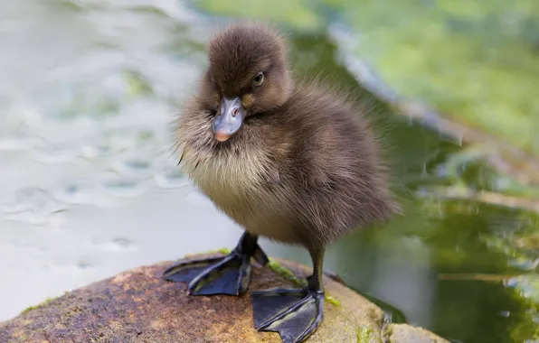 Picture beak, baby, duck, chick
