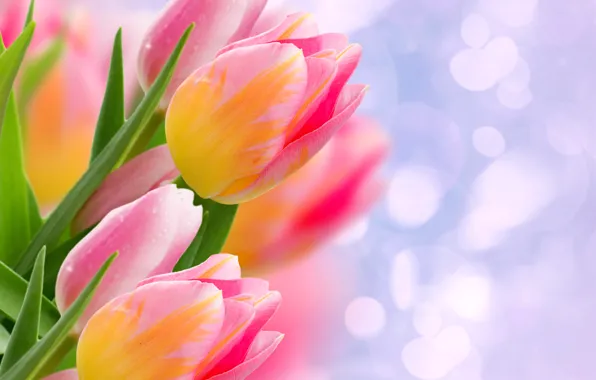 Picture leaves, glare, tulips, buds, bokeh, closeup