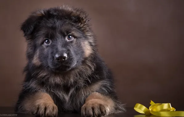 Picture puppy, shepherd, German