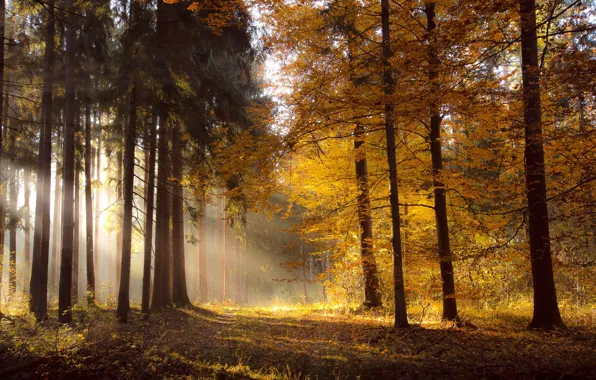 Picture autumn, forest, light, nature, morning
