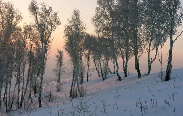 Picture snow, nature, birch