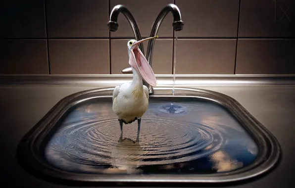 Picture bird, the situation, crane, sink