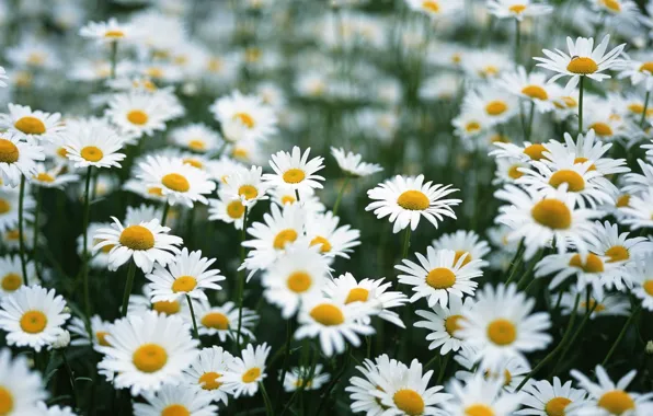 Picture field, summer, flowers, chamomile