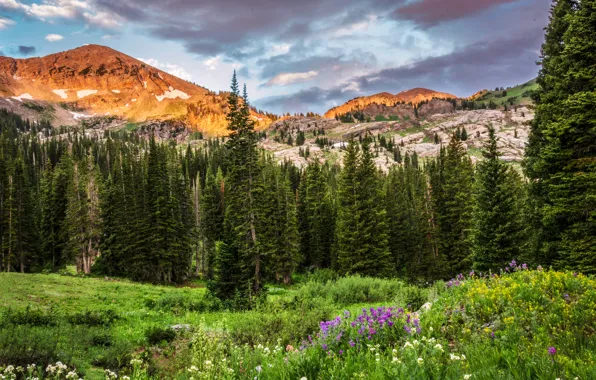Picture forest, clouds, trees, flowers, mountains, nature, rocks, glade, Utah, USA, Utah, Albion Basin