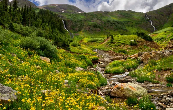 Picture forest, grass, trees, flowers, mountains, stream, stones, field, nature.