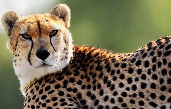Picture look, face, predator, spot, Cheetah