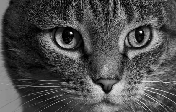 Picture cat, cat, look, face, black and white, monochrome