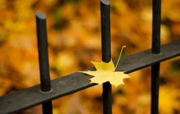 Picture autumn, leaves, macro, nature, the fence, nature, autumn, leaves, fence, season, season, fall