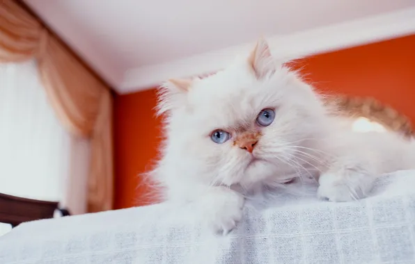Picture cat, look, fluffy, pers, muzzle, blue eyes, Persian cat