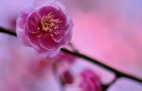 Picture flower, macro, sprig, tree, pink, petals, blur, Drain