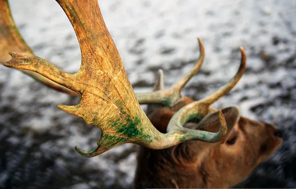 Picture macro, deer, horns