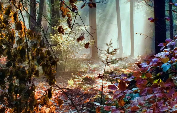 Picture autumn, forest, leaves, rays, light, trees, color, rainbow