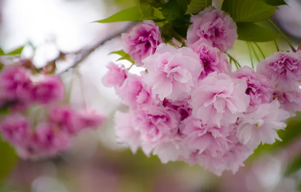 Picture macro, cherry, branch, spring, Sakura, flowering, flowers