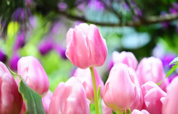 Picture macro, pink, spring, tulips, bright, buds