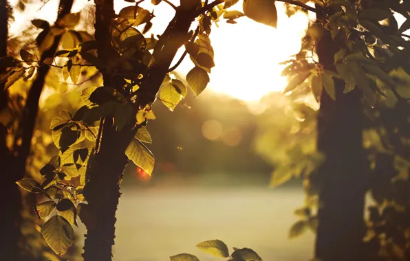 Picture leaves, the sun, light, trees, sunset, branches, nature, the evening, blur
