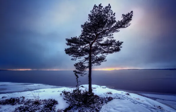 Picture landscape, tree, Sweden, Bergvik, Varmland
