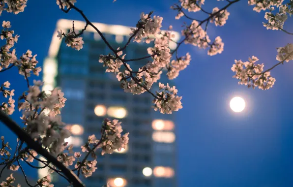 Picture macro, the city, lights, the moon, color, branch, spring, the evening, Japan, Sakura, Tokyo