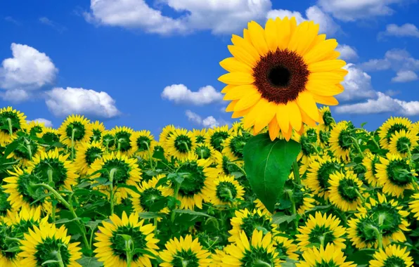 Picture flowers, The sky, sunflower