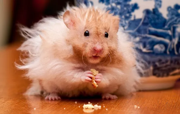 Picture hamster, rodent, crumbs