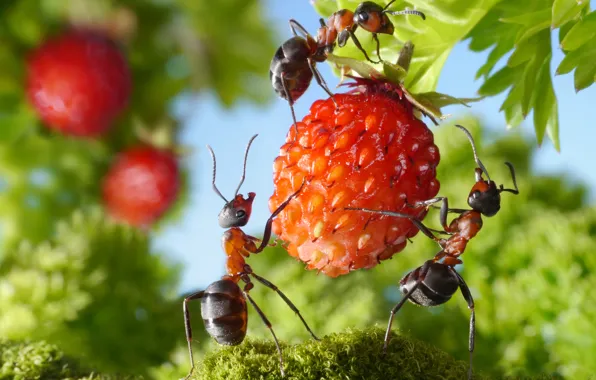 Picture greens, summer, macro, insects, the situation, ants, strawberries, berry, delicious, Wallpaper from lolita777
