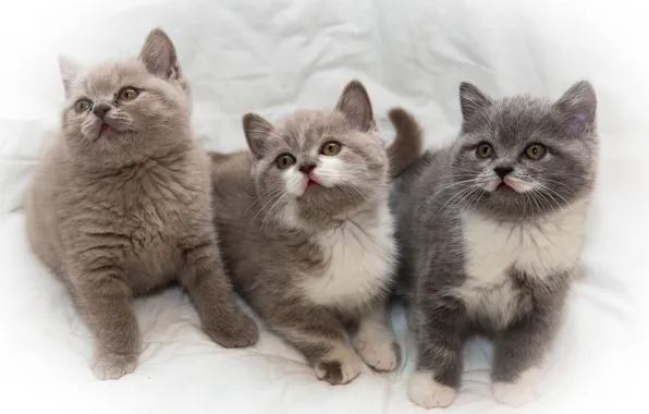 Picture kittens, kids, trio, Trinity