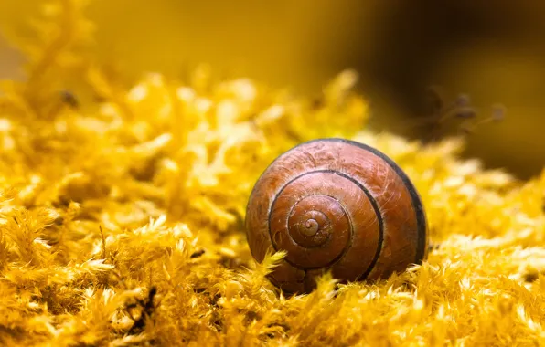 Picture macro, plant, moss, snail, spiral, sink, shell, yellow