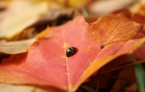 Picture sheet, ladybug, beetle, insect, maple