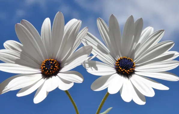 Picture photo, Flowers, White, Daisy