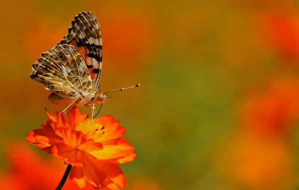 Picture flower, butterfly, plant, wings, insect, moth