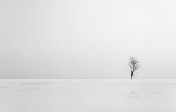 Picture field, landscape, tree, minimalism