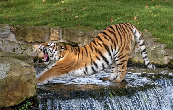 Picture strips, pose, waterfall, predator, mouth, fangs, wild cat, yawns, zoo, the Amur tiger, stretching, warm-up