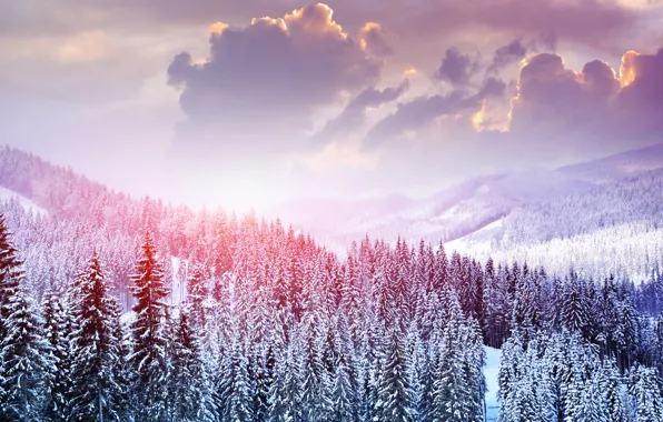 Picture winter, forest, the sky, clouds, snow, trees, landscape, mountains, nature