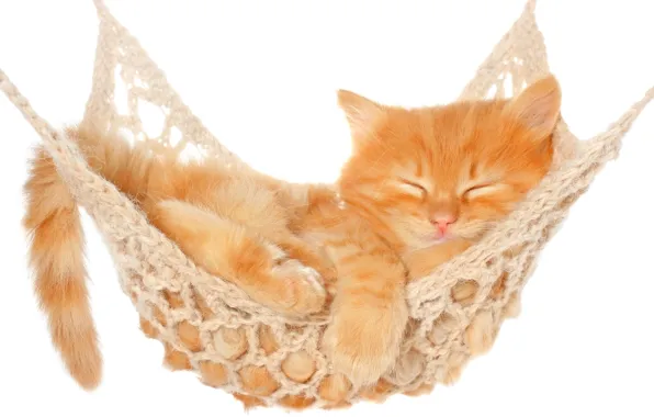 Picture cat, cat, stay, sleep, hammock, white background, kitty
