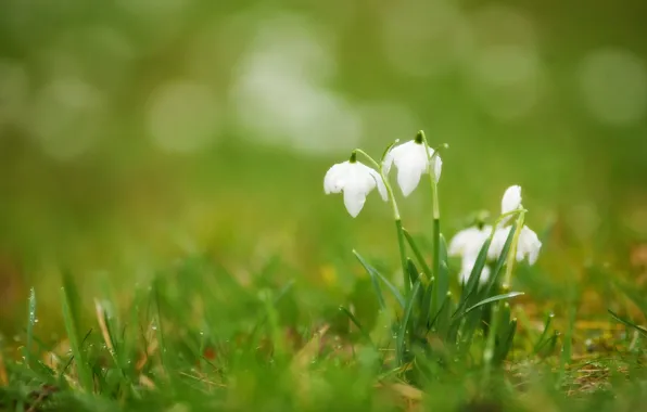 Picture white, grass, drops, flowers, Rosa, spring, blur, buds, primrose, Snowdrops