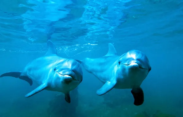 Picture sea, water, pair, dolphins