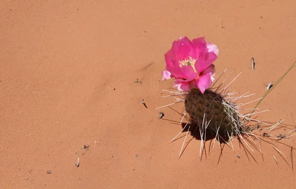 Picture sand, flower, needles, desert, cactus